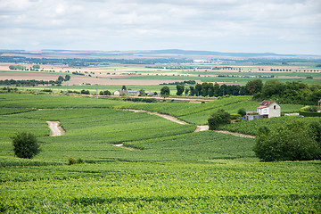 Image showing Vineyard landscape, Montagne de Reims, France