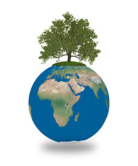 Image showing Oak tree on planet Earth