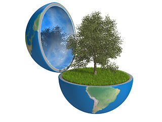 Image showing Tree inside planet