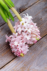 Image showing Pink Hyacinths