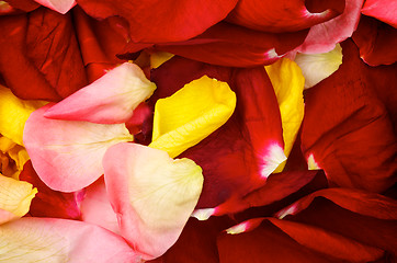 Image showing Background of Rose Petals