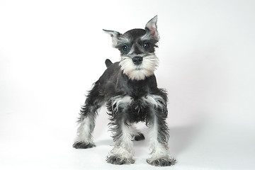 Image showing Cute Baby Miniature Schnauzer Puppy Dog on White