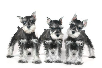 Image showing Cute Baby Miniature Schnauzer Puppy Dog on White