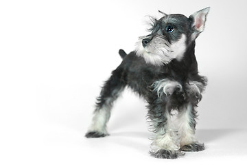 Image showing Cute Baby Miniature Schnauzer Puppy Dog on White