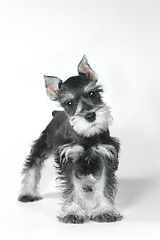 Image showing Cute Baby Miniature Schnauzer Puppy Dog on White