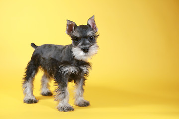 Image showing Little Minuature Schnauzer Puppy Dog