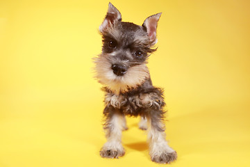 Image showing Little Minuature Schnauzer Puppy Dog