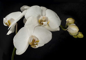 Image showing Flowers of white orchid with buds