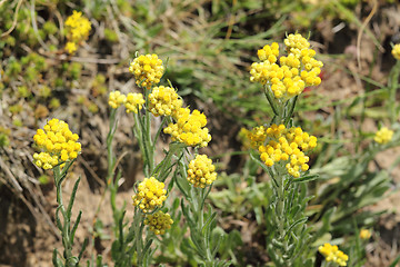 Image showing Helichrysum arenarium