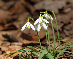 Image showing Snowdrops