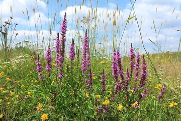 Image showing Purple loosestrife