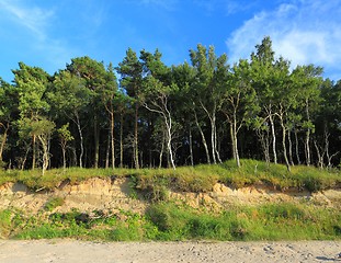 Image showing Forest and sky.