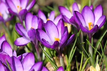 Image showing Crocus