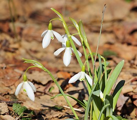 Image showing Snowdrops