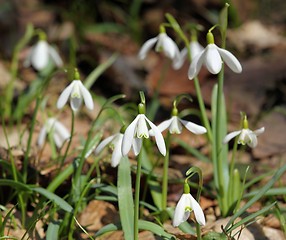 Image showing Snowdrops