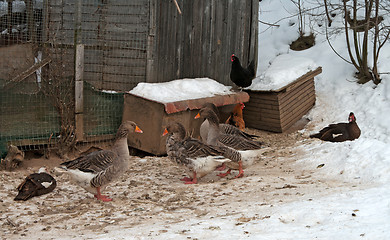 Image showing Grey goose.