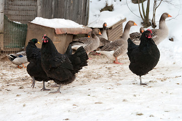 Image showing Poultry.