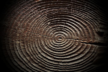 Image showing spruce wood rings
