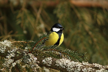 Image showing great tit in spruce tree