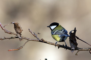 Image showing great tit on branch in the garden