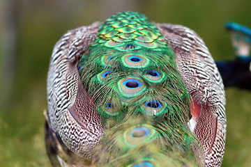 Image showing abstract view of a peacock