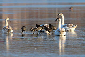 Image showing coots and swans flock standing on ice