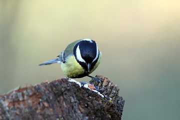 Image showing great tit looking for seeds