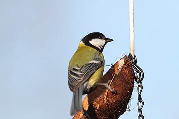 Image showing parus major on lard feeder