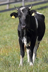 Image showing holstein cow looking at the camera