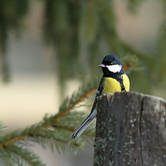 Image showing great tit in spruce forest