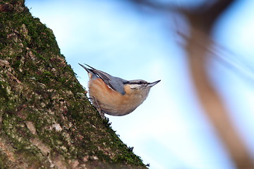 Image showing sitta europaea on tree trunk