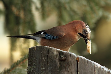 Image showing jay eating a piece of bread