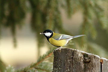 Image showing hungry great tit with seed in beak