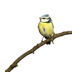 Image showing blue tit isolated on white