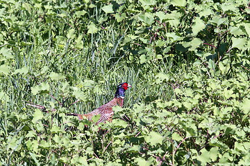 Image showing beautiful male pheasant hiding in grass