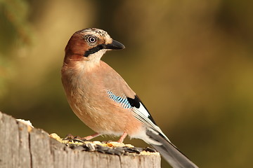 Image showing eurasian jay on a spruce stump