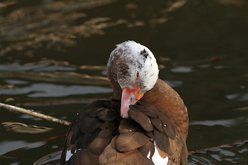 Image showing muscovy duck scratching