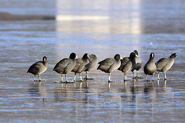 Image showing group of coots in winter