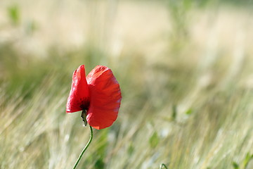 Image showing colorful uncultivated poppy