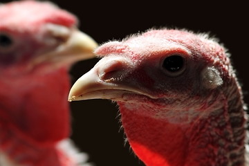 Image showing backlit turkey hen