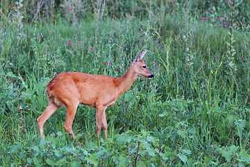 Image showing female roe deer in the green field