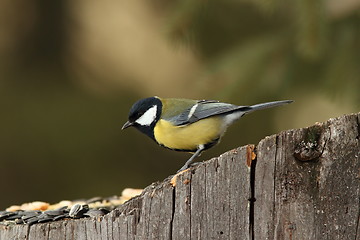 Image showing great tit came at seeds on stump