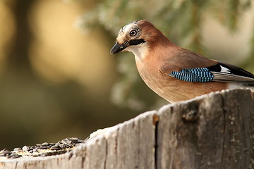 Image showing common jay garrulus glandarius