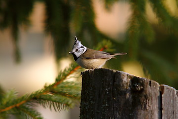 Image showing curious jay looking for food on a stump