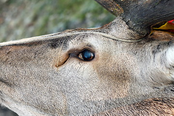 Image showing hunted red deer eye detail