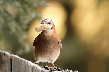 Image showing jay with bread in beak