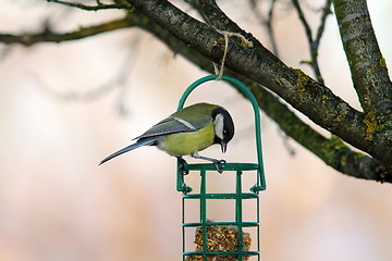 Image showing tit looking at fat feeder