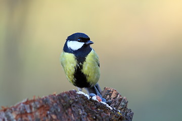 Image showing great tit came  on a stump for food