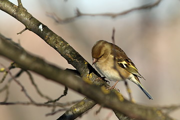 Image showing female chaffinch perched in the garden