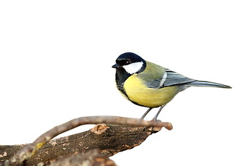 Image showing isolated great tit with place for text